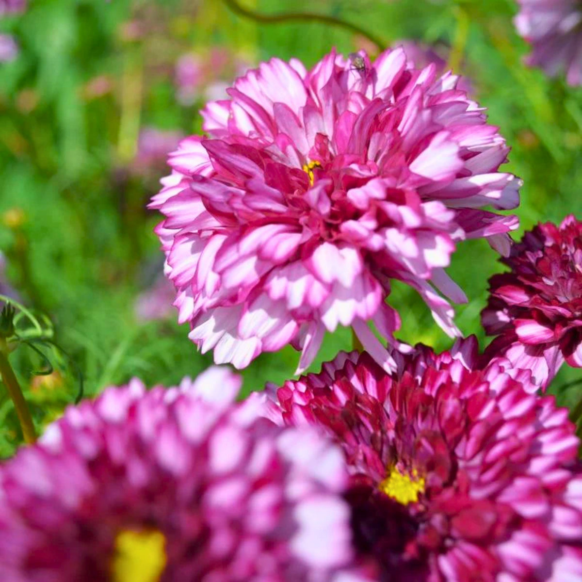 Double Click Bicolor Violet Cosmos Seeds - Drought Tolerant, 50+ seeds