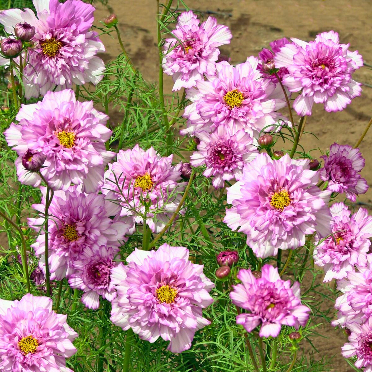 Double Click Bicolor Violet Cosmos Seeds - Drought Tolerant, 50+ seeds