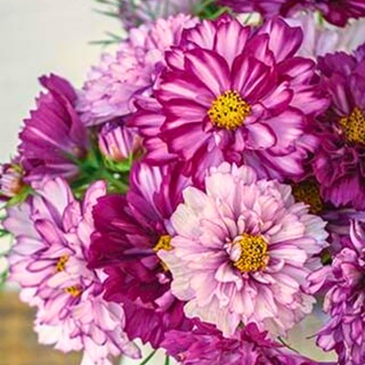 Double Click Bicolor Violet Cosmos Seeds - Drought Tolerant, 50+ seeds