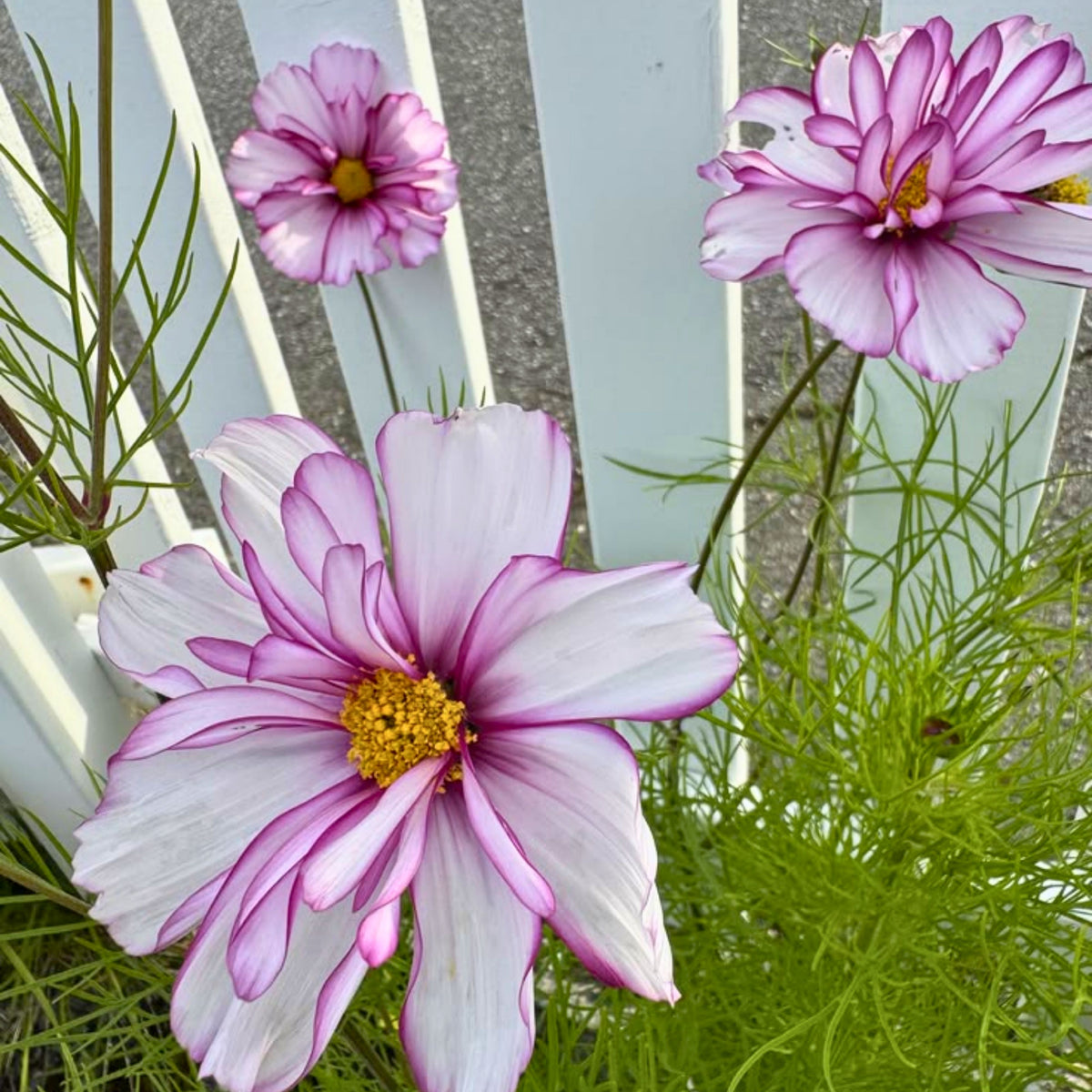Double Click Bicolor Violet Cosmos Seeds - Drought Tolerant, 50+ seeds