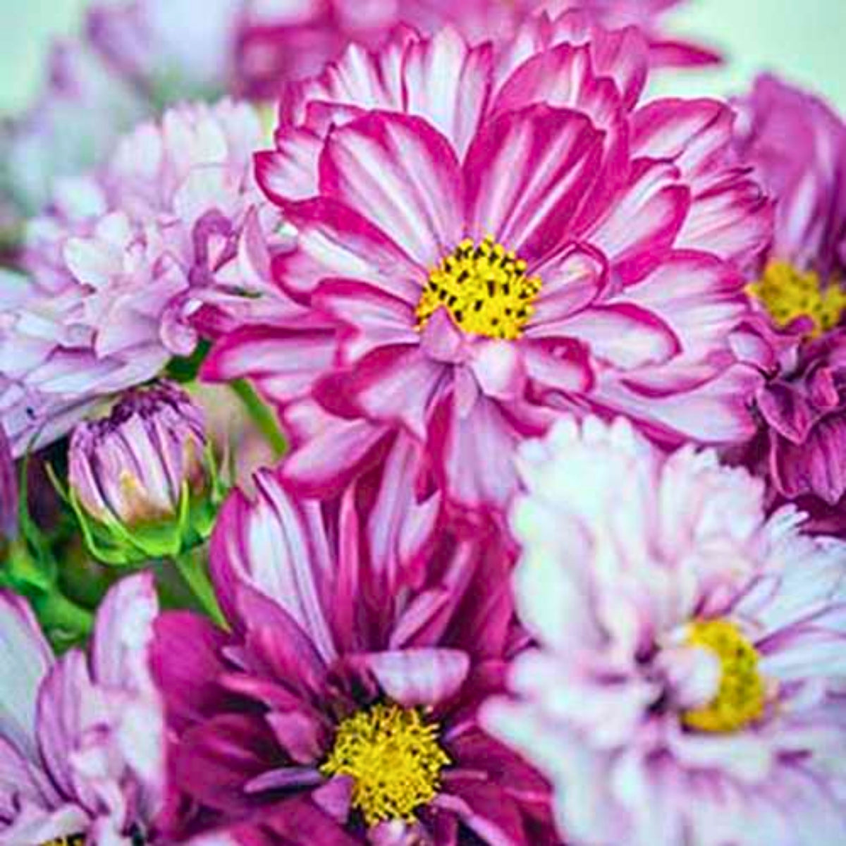 Double Click Bicolor Violet Cosmos Seeds - Drought Tolerant, 50+ seeds