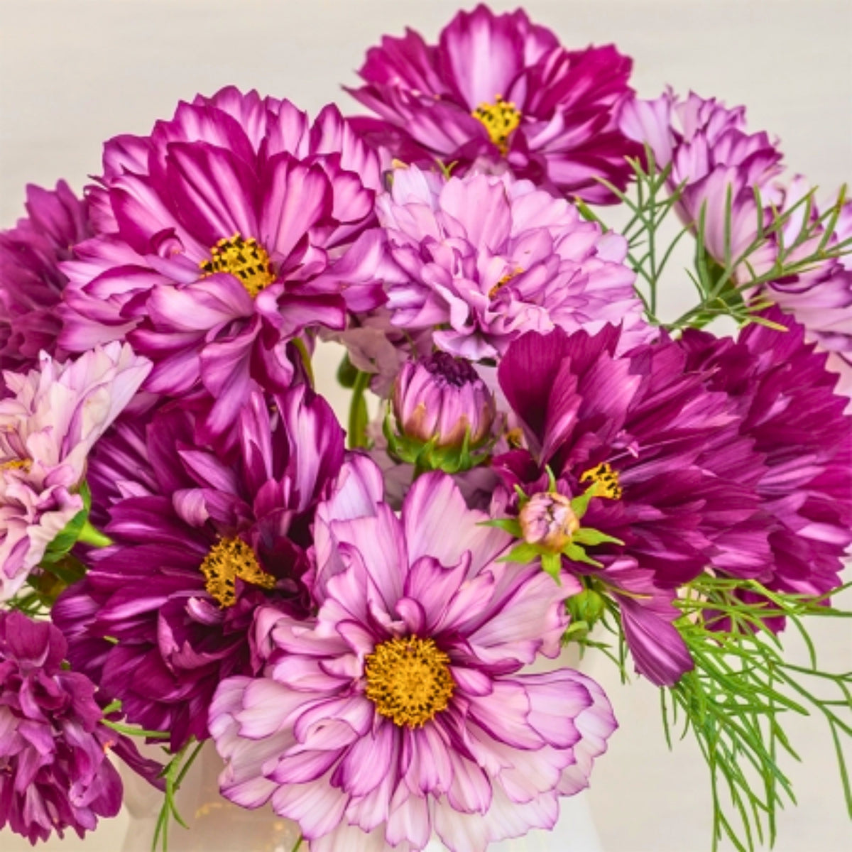 Double Click Bicolor Violet Cosmos Seeds - Drought Tolerant, 50+ seeds