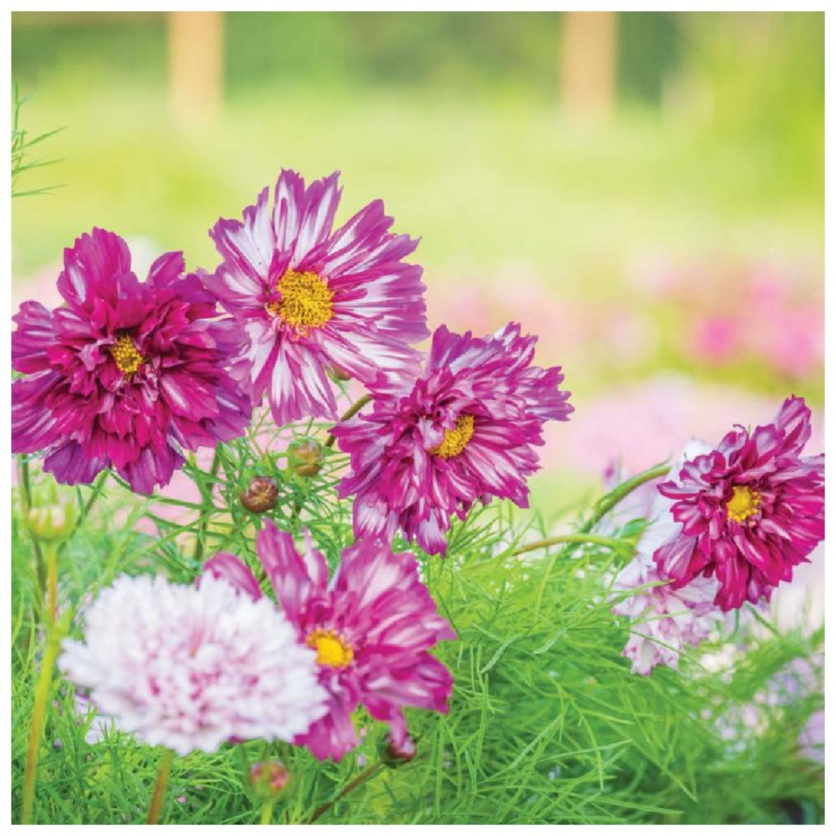 Double Click Bicolor Violet Cosmos Seeds - Drought Tolerant, 50+ seeds