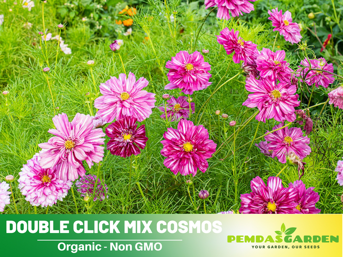 50+ Seeds| Double Click Bicolor Violet Cosmos Flower Seeds For Planting #L014