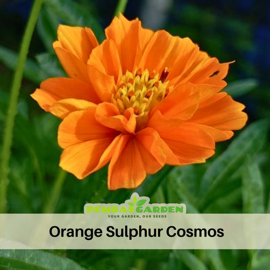 Orange Sulphur Cosmos Flower Seeds - Drought Tolerant, 50+ seeds