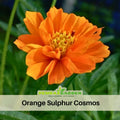 50+ Seeds| Orange Sulphur Cosmos Flower Seeds - Colorful Annual Flower Easy to Grow Pollinator Friendly for Garden Borders Containers and Cut Flowers , drought tolerant, Cut Flower#L015