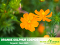 50+ Seeds| Orange Sulphur Cosmos Flower Seeds - Colorful Annual Flower Easy to Grow Pollinator Friendly for Garden Borders Containers and Cut Flowers , drought tolerant, Cut Flower#L015