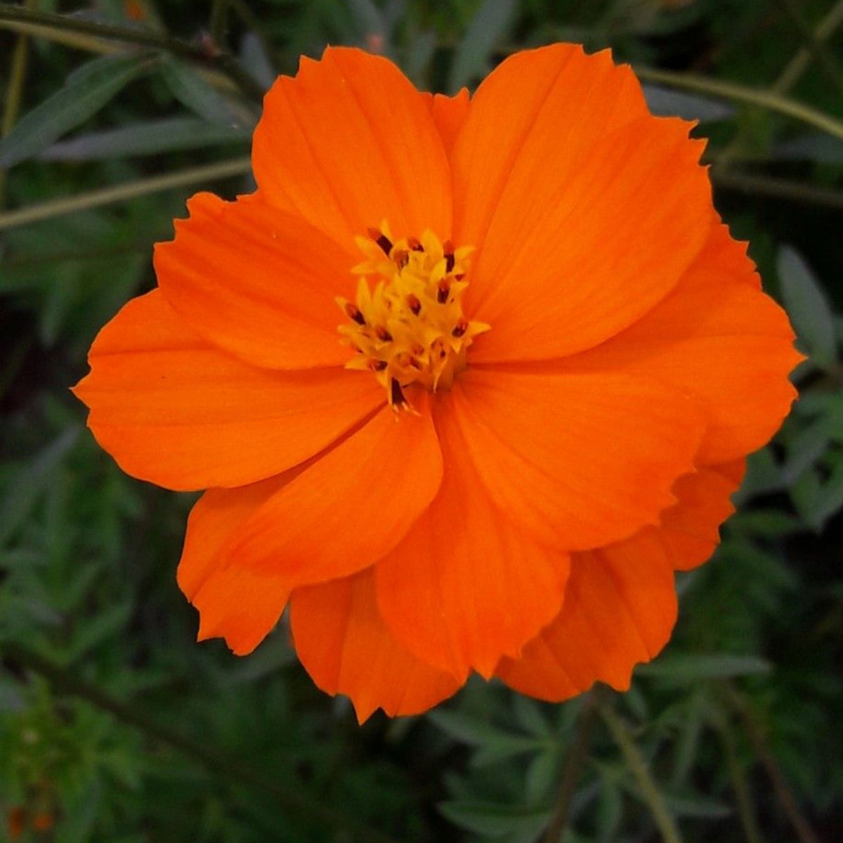 Orange Sulphur Cosmos Flower Seeds - Drought Tolerant, 50+ seeds