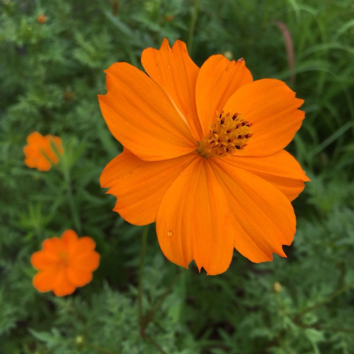 Orange Sulphur Cosmos Flower Seeds - Drought Tolerant, 50+ seeds