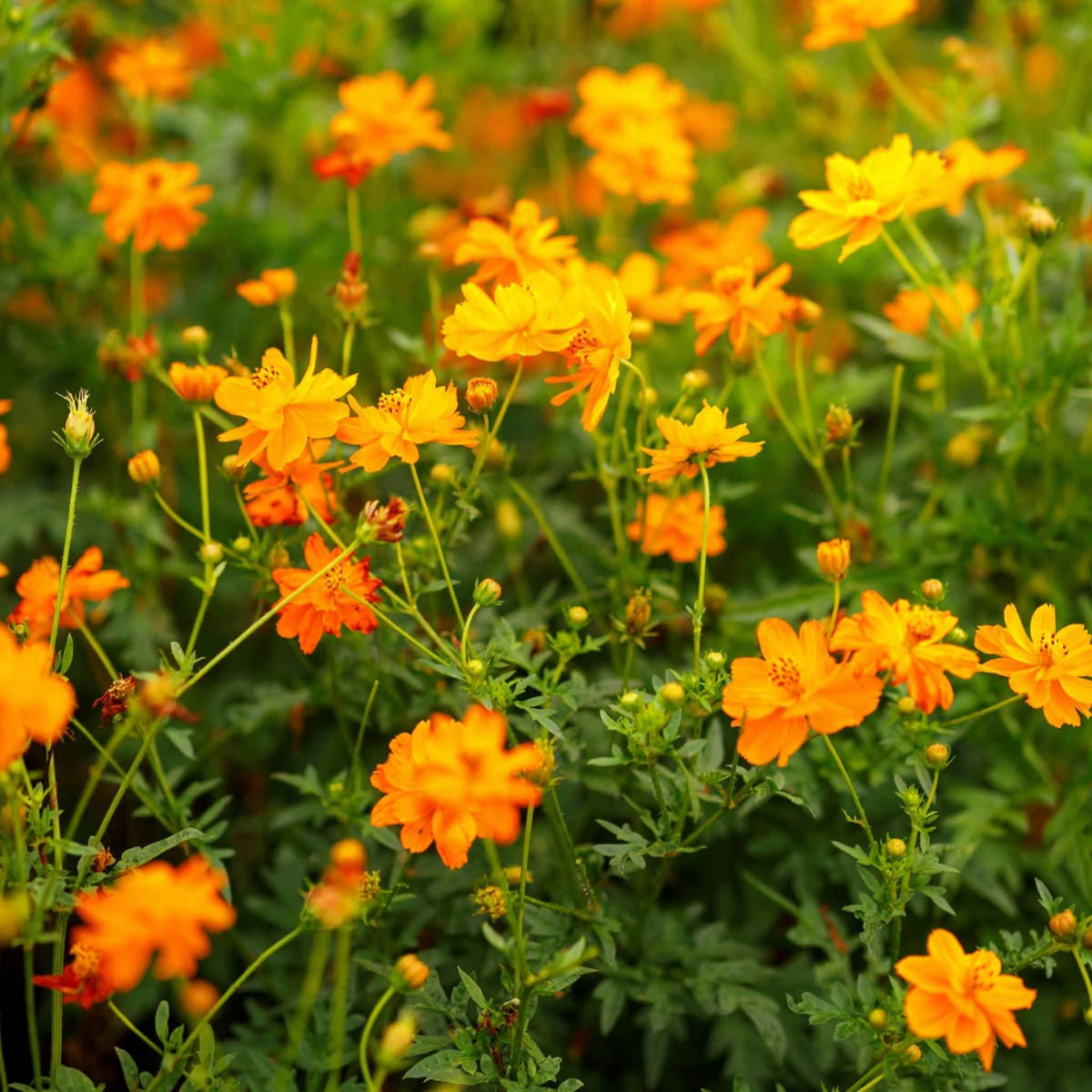 Orange Sulphur Cosmos Flower Seeds - Drought Tolerant, 50+ seeds