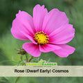 50+ Seeds| Rose (Dwarf Early) Cosmos Seeds - Colorful Annual Flower Easy to Grow Pollinator Friendly for Garden Borders Containers and Cut Flowers , drought tolerant, Cut Flower#L016