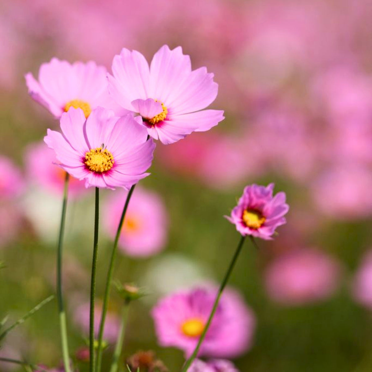Rose (Dwarf Early) Cosmos Seeds - Drought Tolerant, 50+ seeds