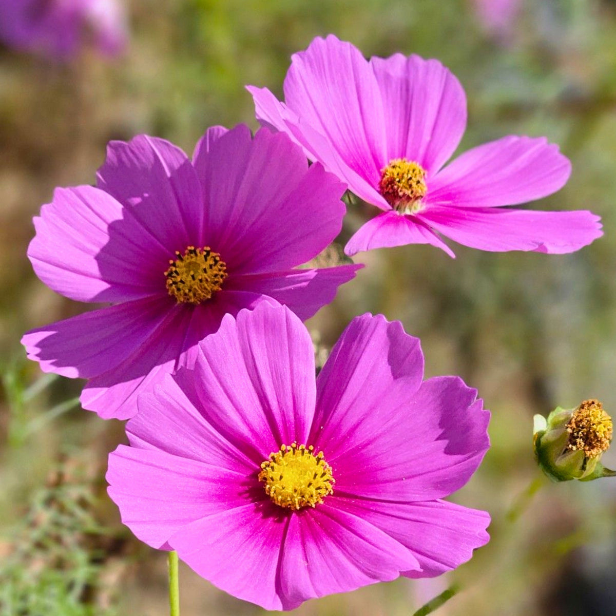 Rose (Dwarf Early) Cosmos Seeds - Drought Tolerant, 50+ seeds