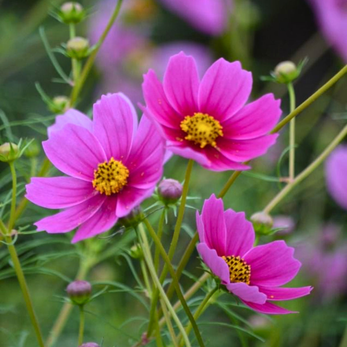 Rose (Dwarf Early) Cosmos Seeds - Drought Tolerant, 50+ seeds