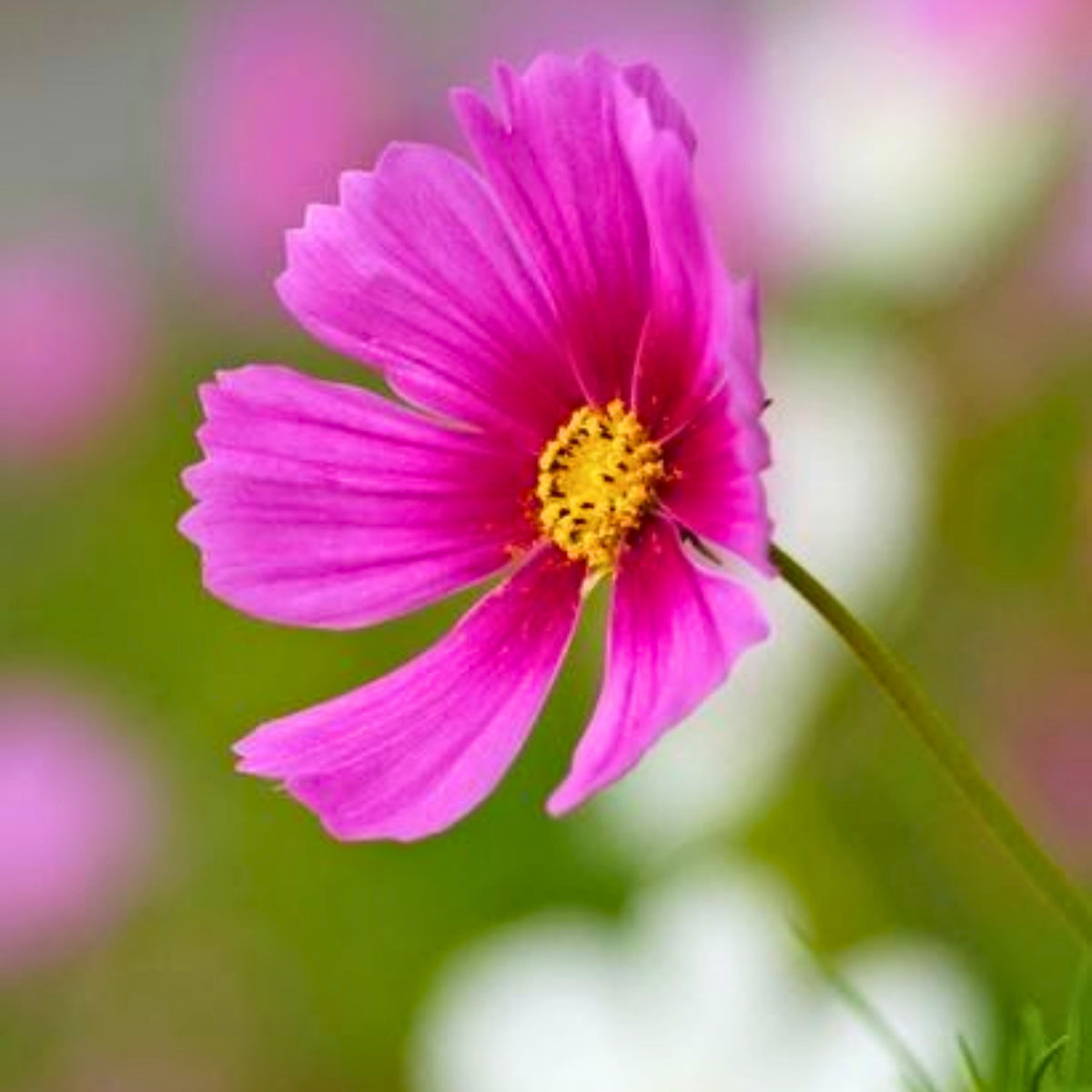 Rose (Dwarf Early) Cosmos Seeds - Drought Tolerant, 50+ seeds