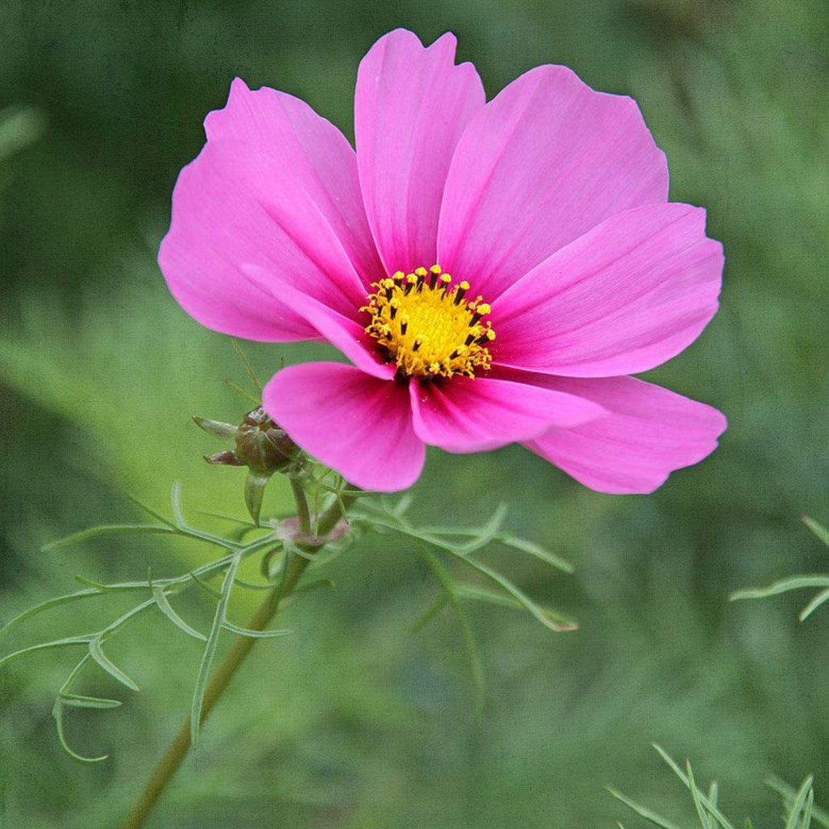 Rose (Dwarf Early) Cosmos Seeds - Drought Tolerant, 50+ seeds