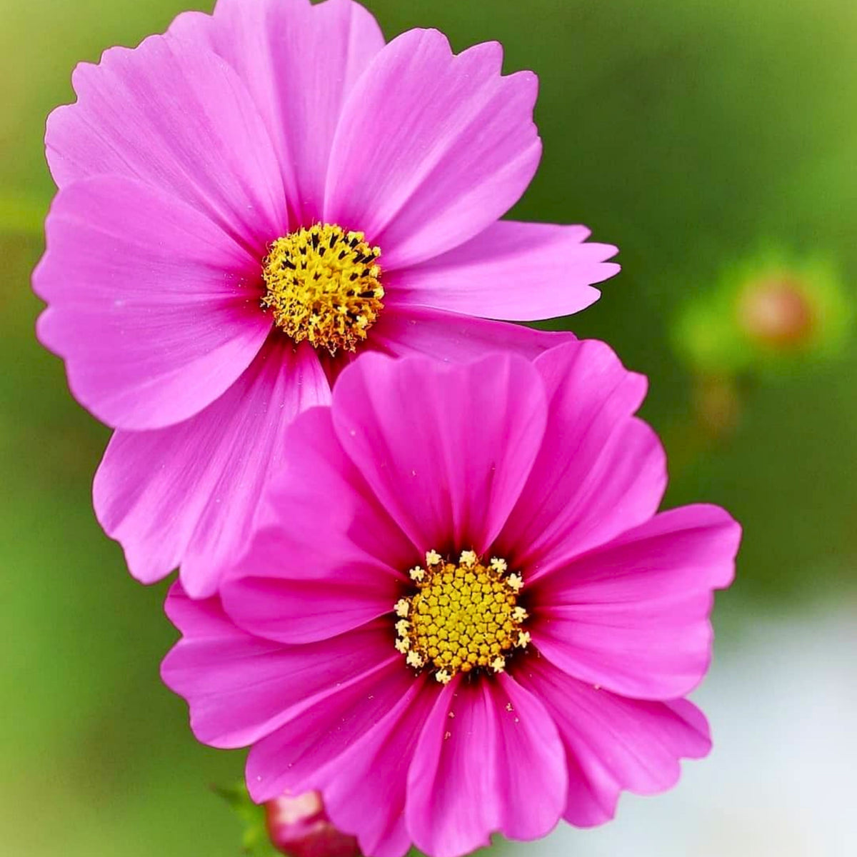 Rose (Dwarf Early) Cosmos Seeds - Drought Tolerant, 50+ seeds