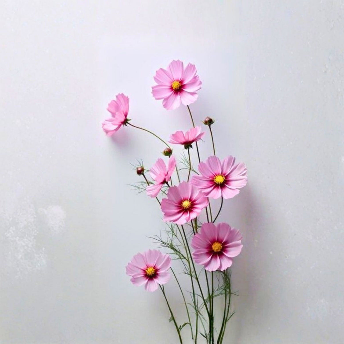 Rose (Dwarf Early) Cosmos Seeds - Drought Tolerant, 50+ seeds