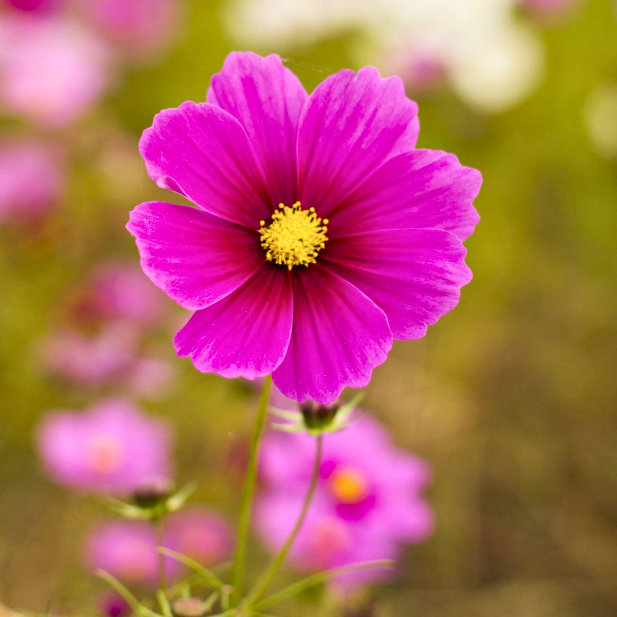 Rose (Dwarf Early) Cosmos Seeds - Drought Tolerant, 50+ seeds