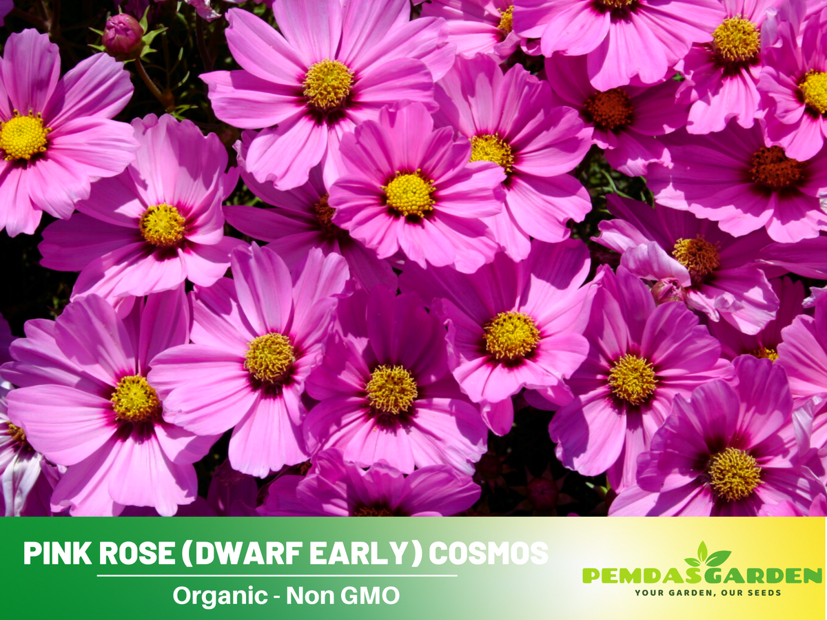 50+ Seeds| Rose (Dwarf Early) Cosmos Flower Seeds For Planting #L016