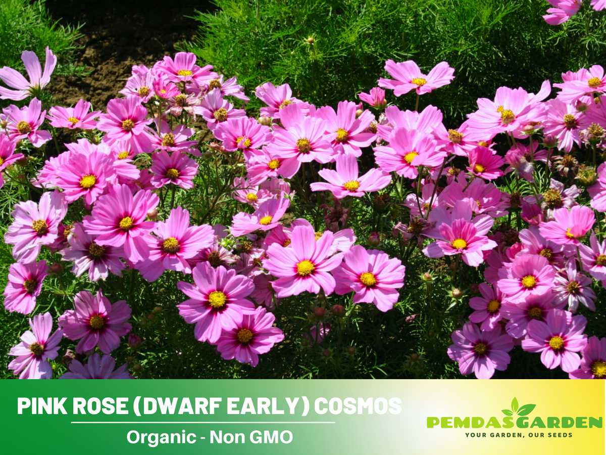 50+ Seeds| Rose (Dwarf Early) Cosmos Flower Seeds For Planting #L016