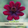 50+ Seeds| Futaba Rare Chocolate Cosmos Seeds - Colorful Annual Flower Easy to Grow Pollinator Friendly for Garden Borders Containers and Cut Flowers , Drought Tolerant, Cut Flower, Attracts bees & butterflies  #L017