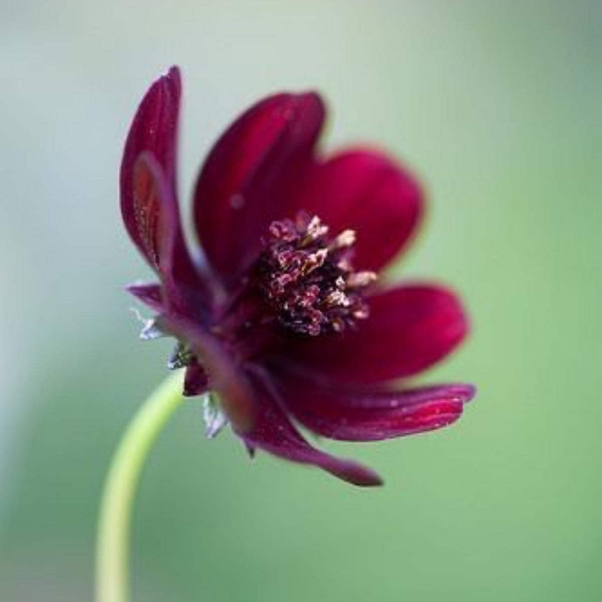 Futaba Rare Chocolate Cosmos Seeds - Drought Tolerant, 50+ seeds
