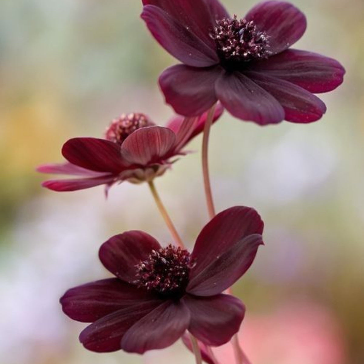 Futaba Rare Chocolate Cosmos Seeds - Drought Tolerant, 50+ seeds