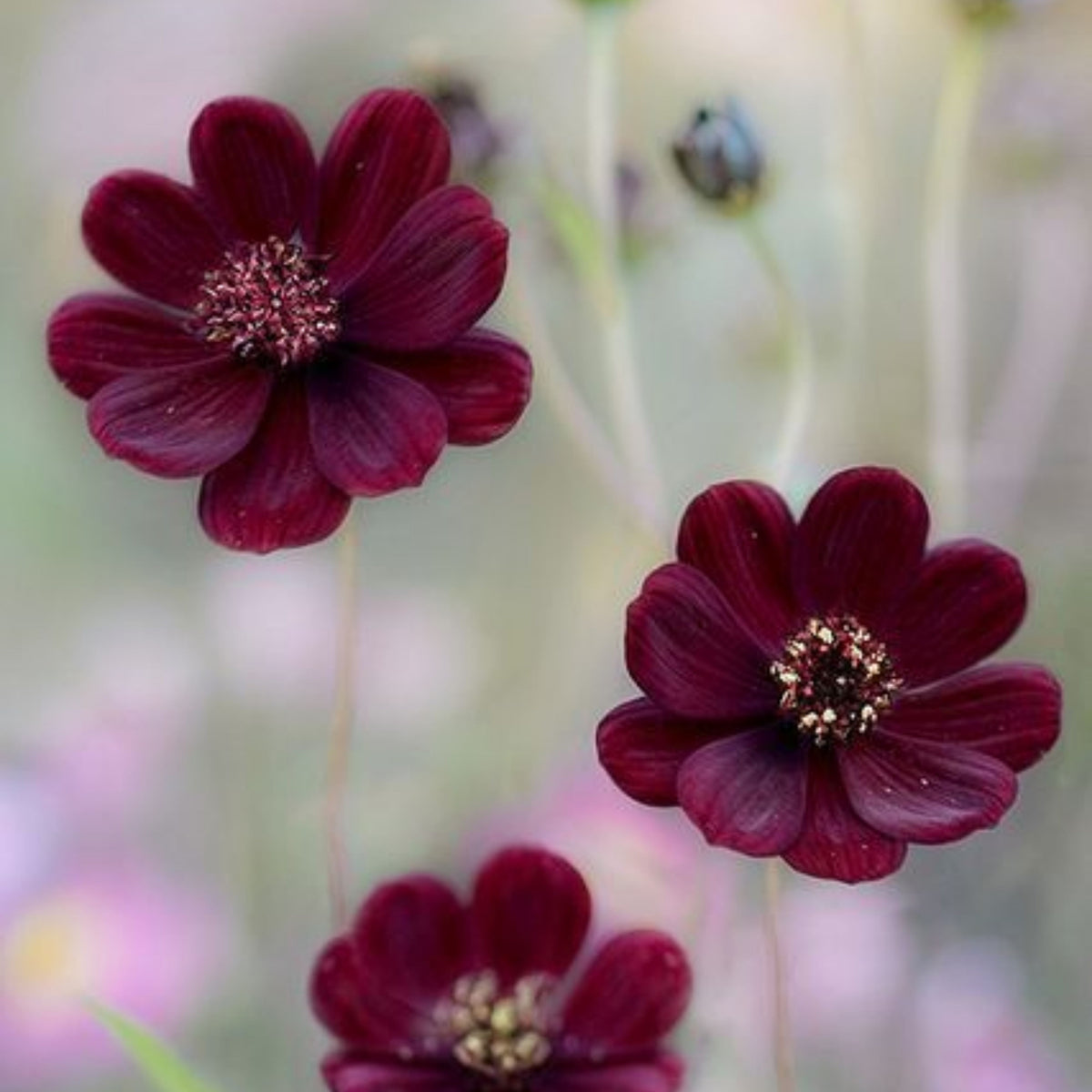 Futaba Rare Chocolate Cosmos Seeds - Drought Tolerant, 50+ seeds