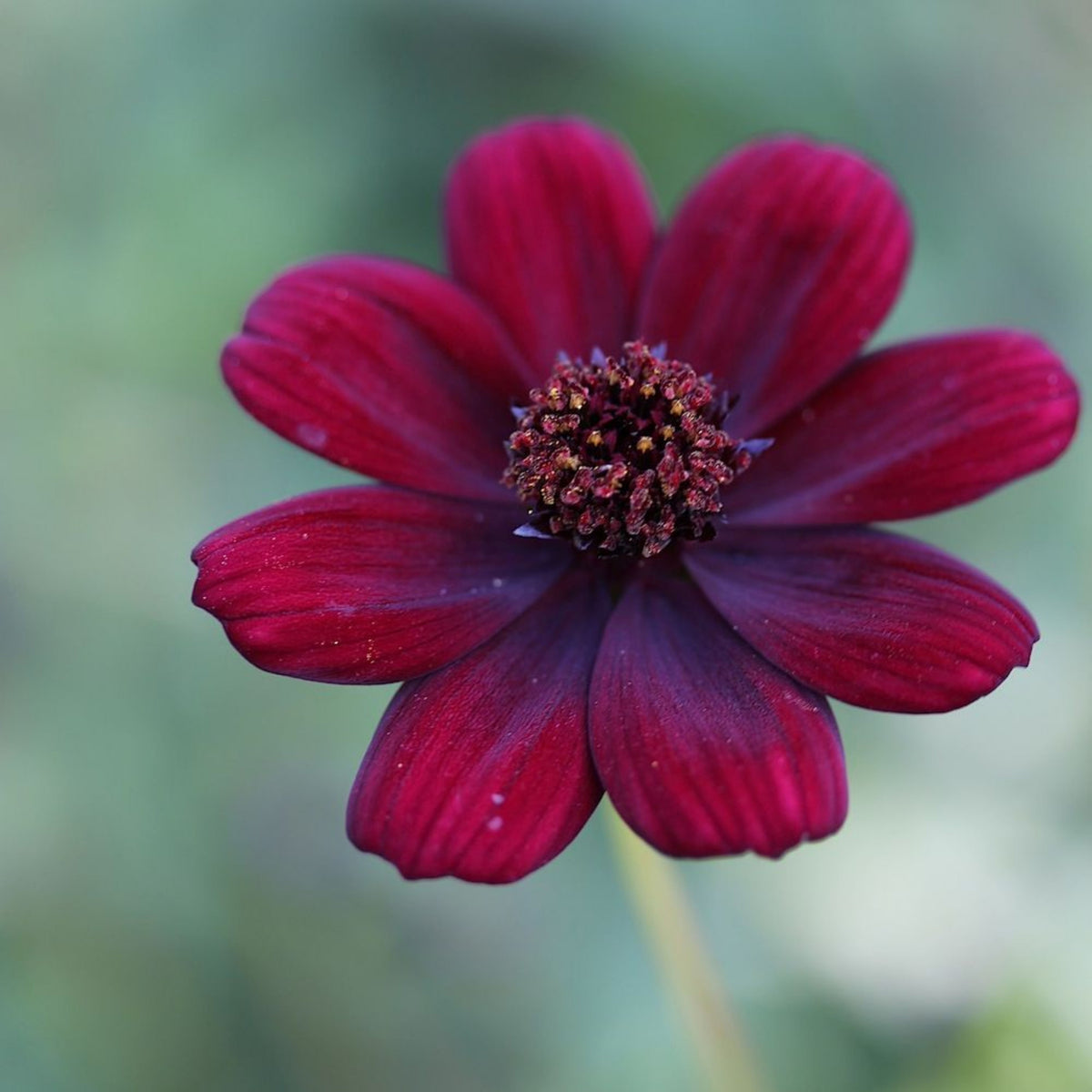 Futaba Rare Chocolate Cosmos Seeds - Drought Tolerant, 50+ seeds