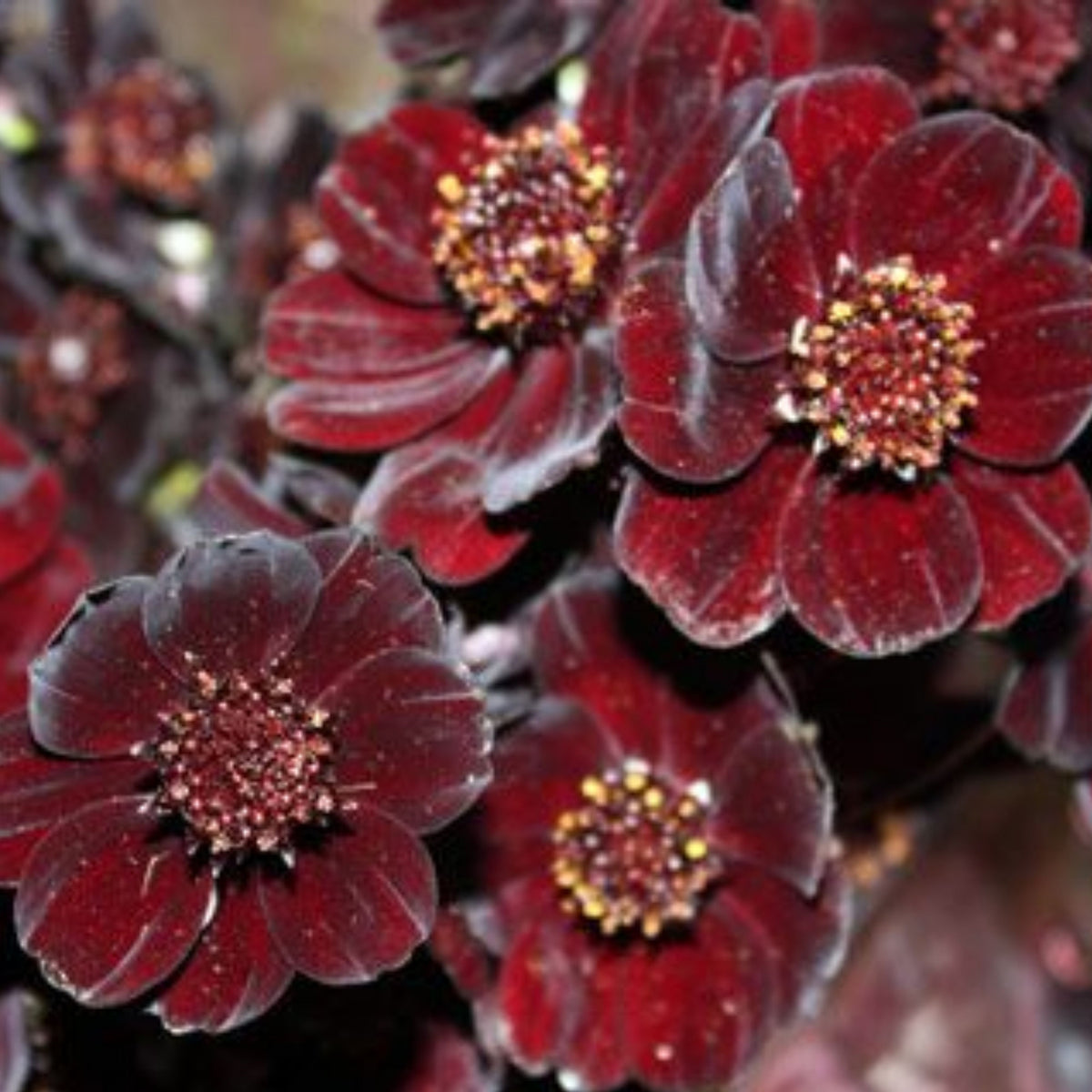 Futaba Rare Chocolate Cosmos Seeds - Drought Tolerant, 50+ seeds