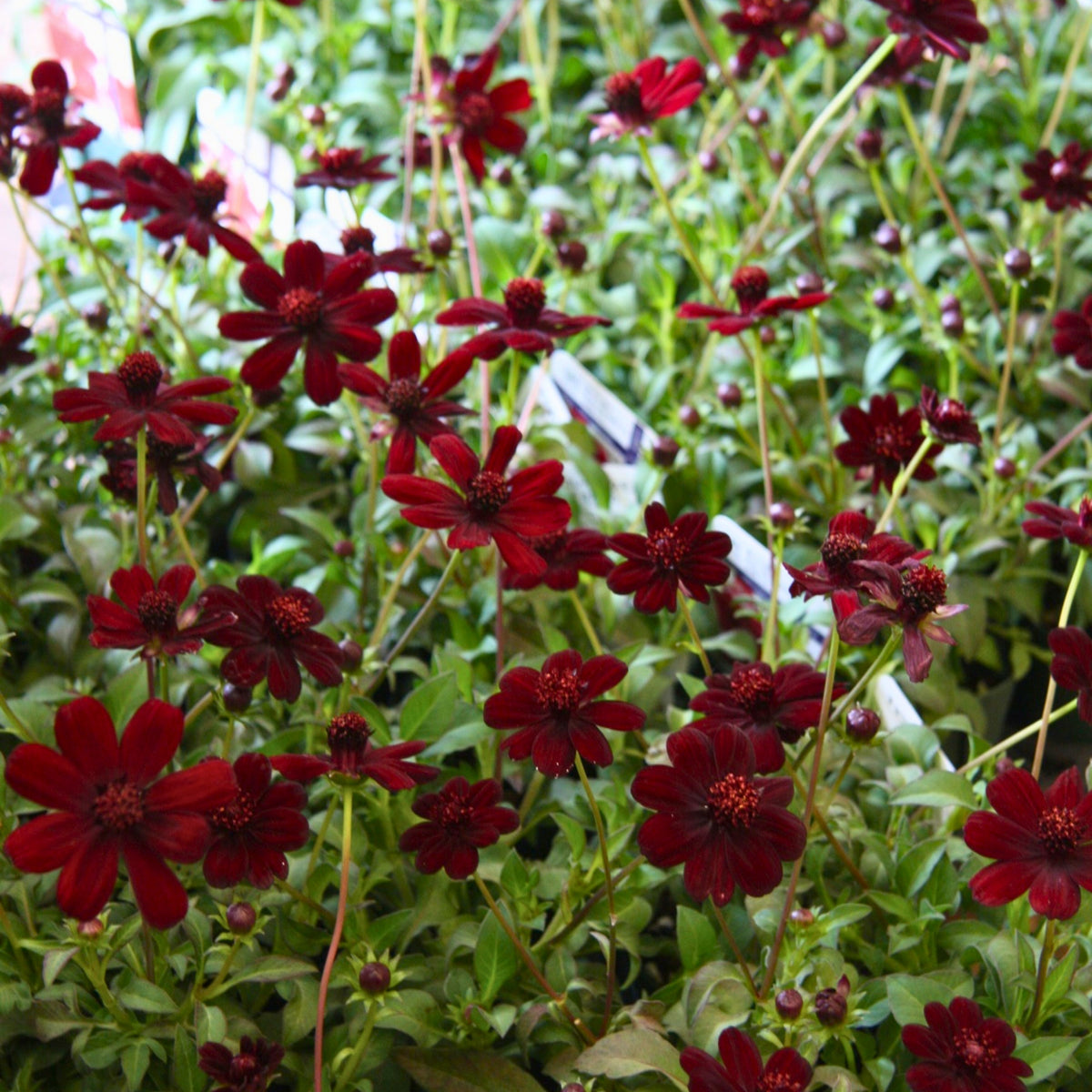 Futaba Rare Chocolate Cosmos Seeds - Drought Tolerant, 50+ seeds