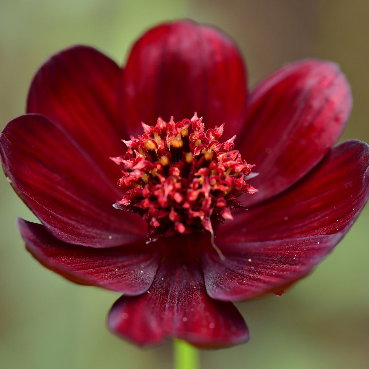 Futaba Rare Chocolate Cosmos Seeds - Drought Tolerant, 50+ seeds