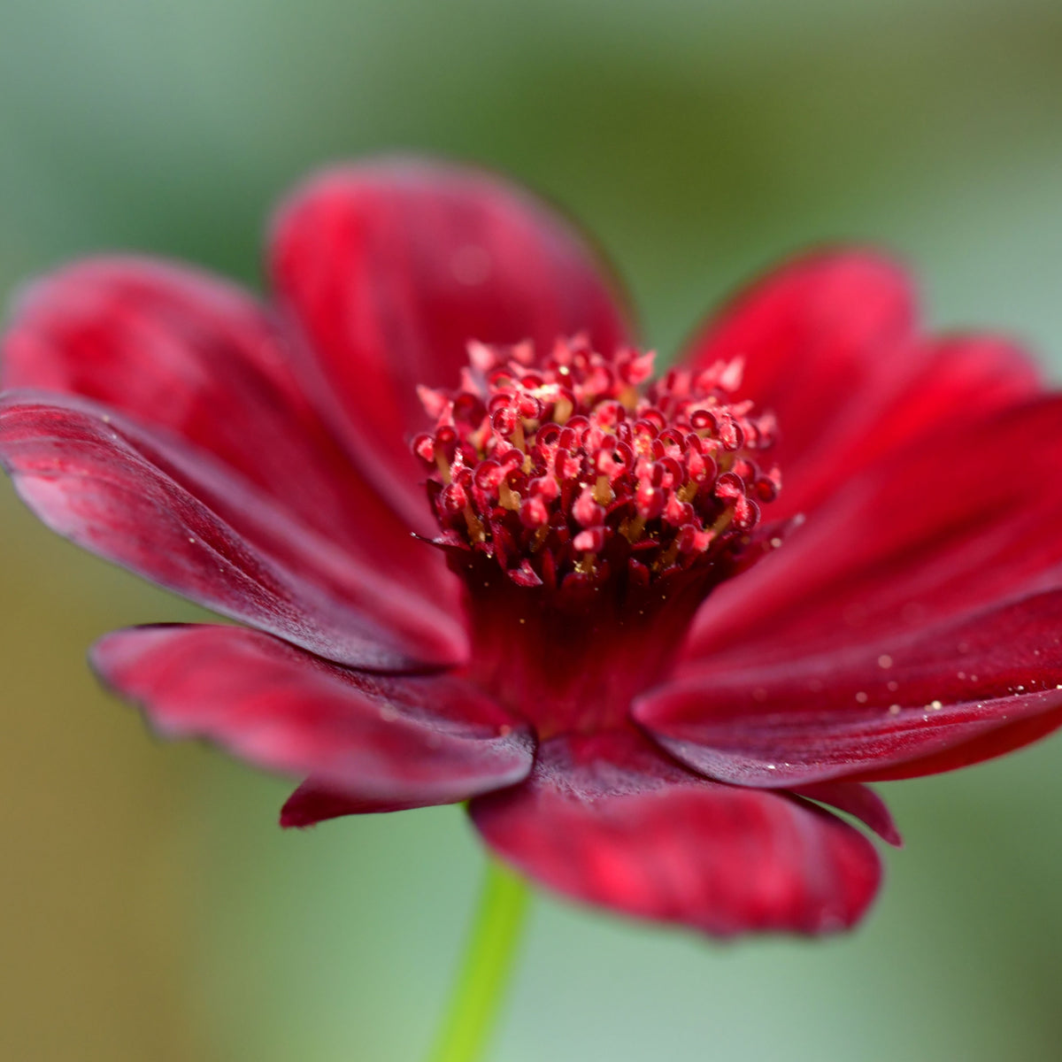 Futaba Rare Chocolate Cosmos Seeds - Drought Tolerant, 50+ seeds