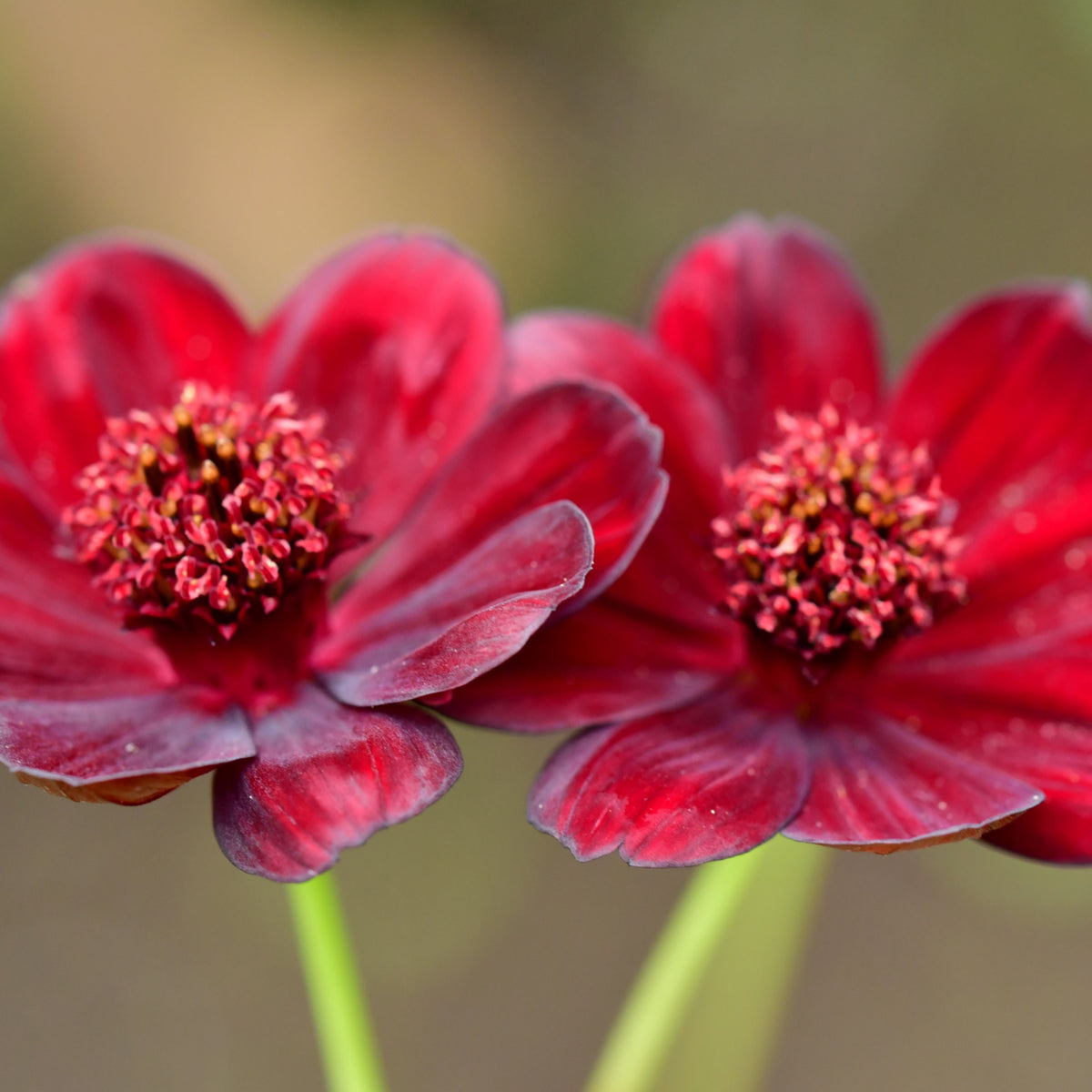 Futaba Rare Chocolate Cosmos Seeds - Drought Tolerant, 50+ seeds