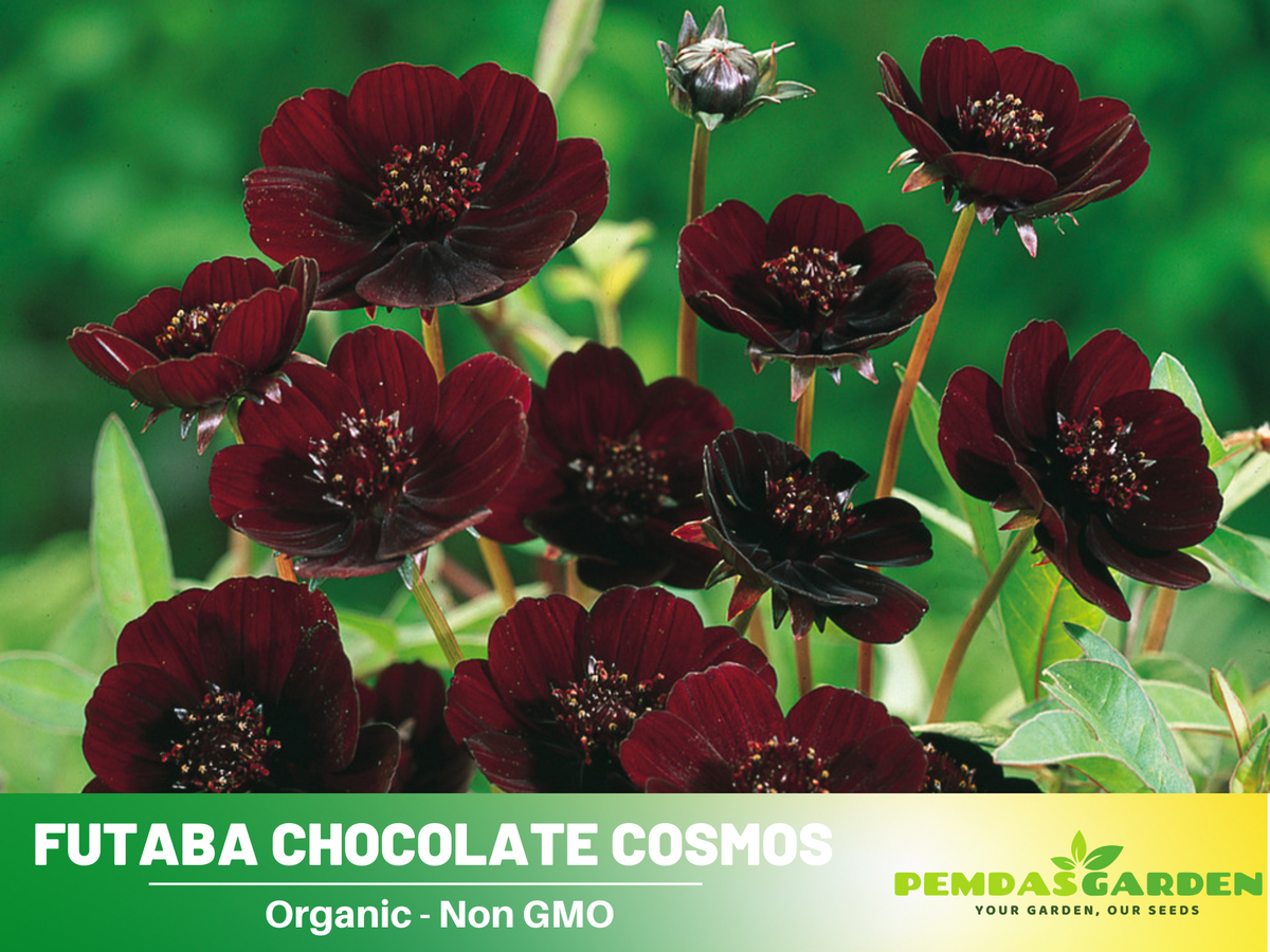 50+ Seeds| Futaba Rare Chocolate Cosmos Flower Seed #L017
