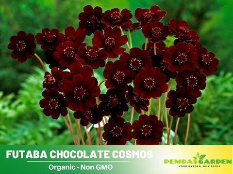 chocolate cosmos flower seeds 50+ Seeds| Futaba Rare Chocolate Cosmos Seeds