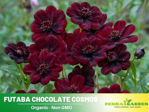 chocolate cosmos flower seeds 50+ Seeds| Futaba Rare Chocolate Cosmos Seeds