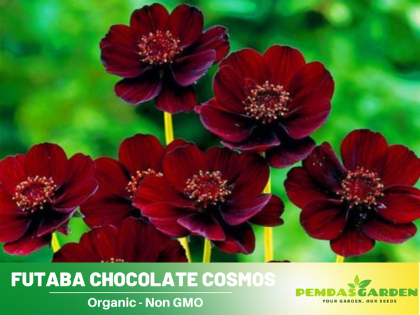 50+ Seeds| Futaba Rare Chocolate Cosmos Seeds