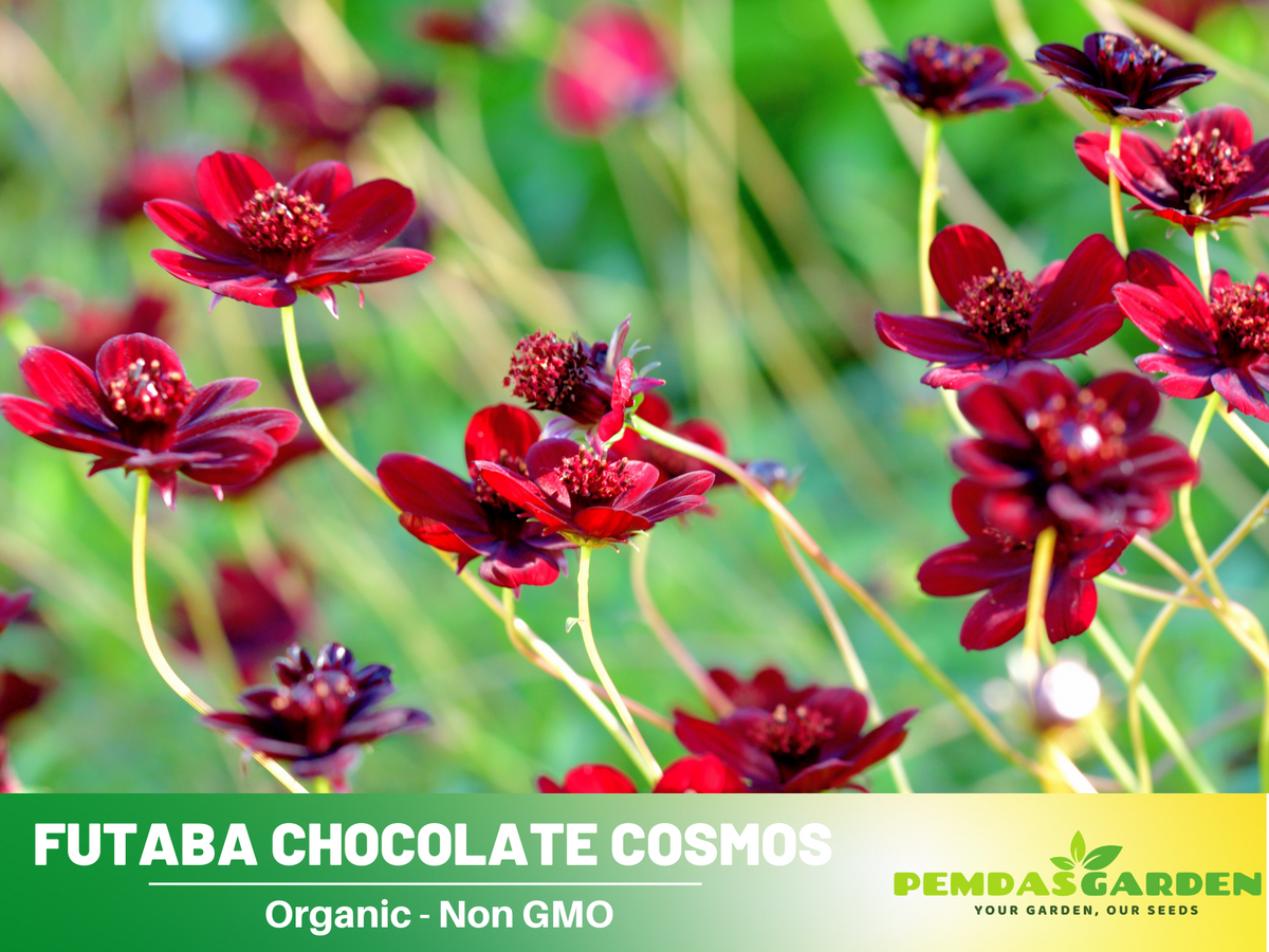 50+ Seeds| Futaba Rare Chocolate Cosmos Flower Seed #L017
