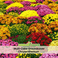 50 Seeds| Mix Multi-Color Ground-cover Chrysanthemum Flower Seeds – Colorful Garden Mums for Fall Blooms, Easy to Grow Annual & Perennial Flowers for Outdoor Landscaping#M001