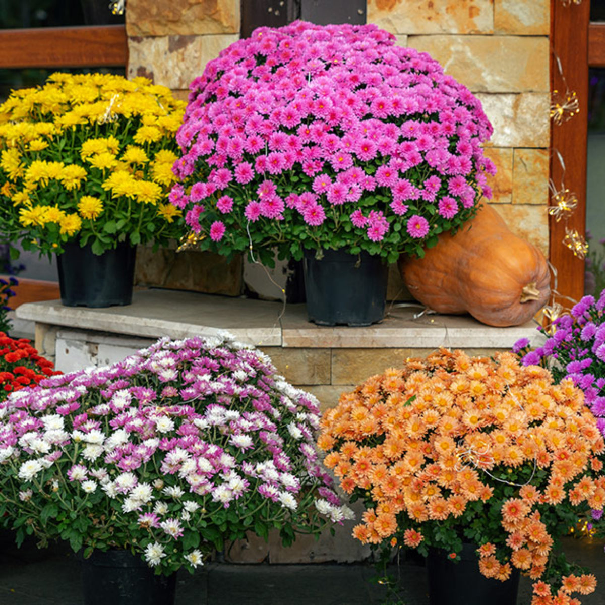 Mix Multi-Color Ground-Cover Chrysanthemum Flower Seeds, 50 seeds