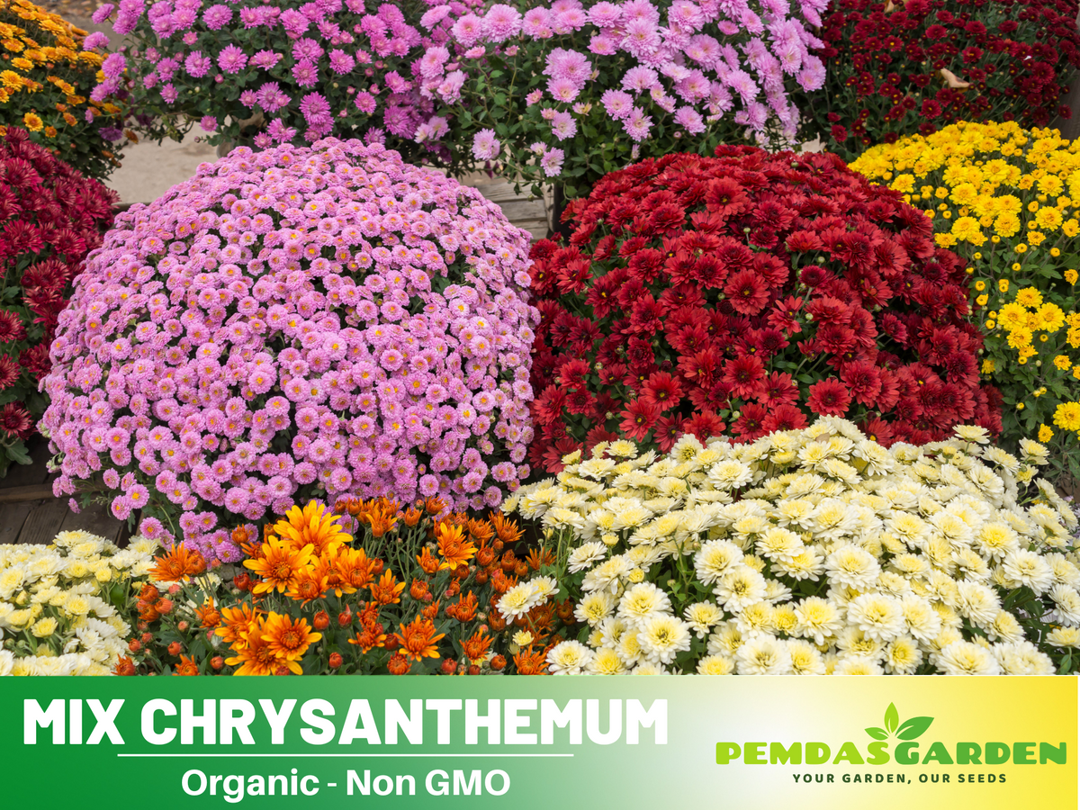50 Seeds-Multi-Color Ground-cover Chrysanthemum Seeds #M001