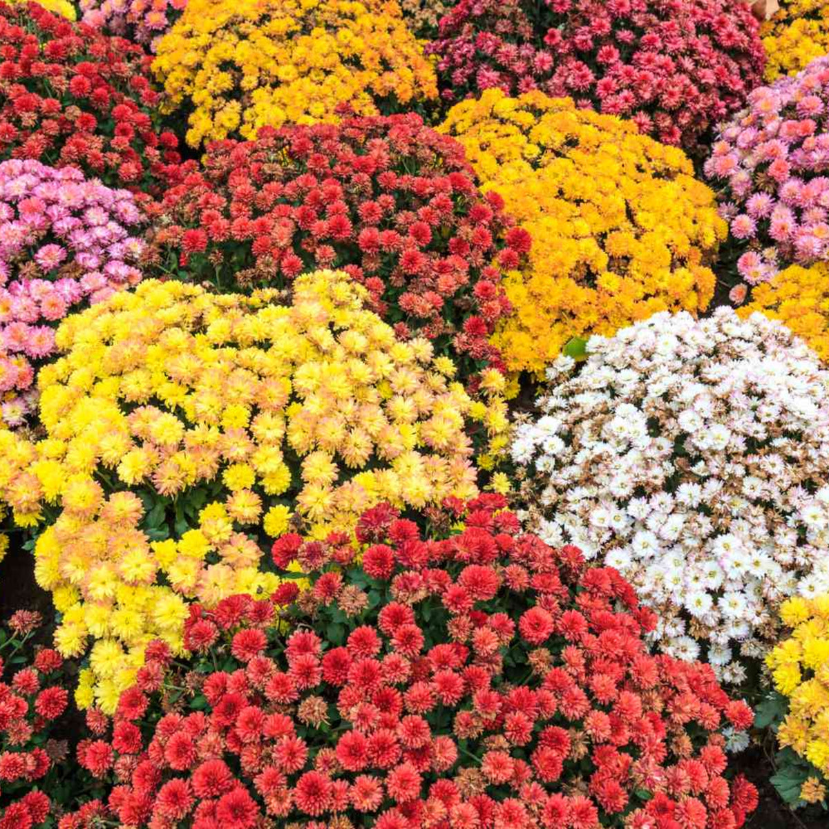 Mix Multi-Color Ground-Cover Chrysanthemum Flower Seeds, 50 seeds