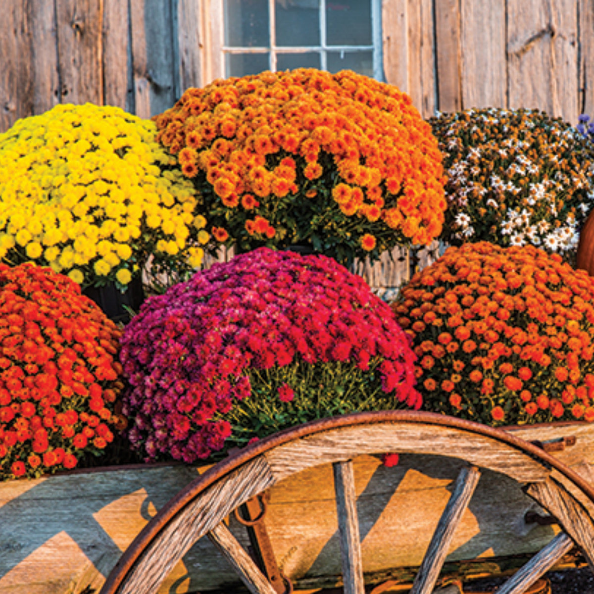 Mix Multi-Color Ground-Cover Chrysanthemum Flower Seeds, 50 seeds