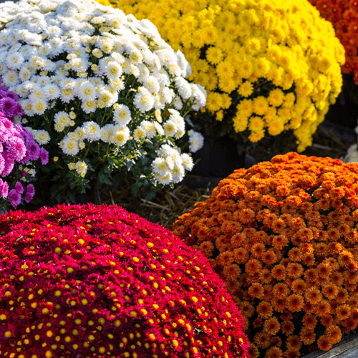Mix Multi-Color Ground-Cover Chrysanthemum Flower Seeds, 50 seeds
