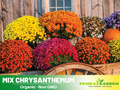 50 Seeds| Mix Multi-Color Ground-cover Chrysanthemum Flower Seeds – Colorful Garden Mums for Fall Blooms, Easy to Grow Annual & Perennial Flowers for Outdoor Landscaping#M001