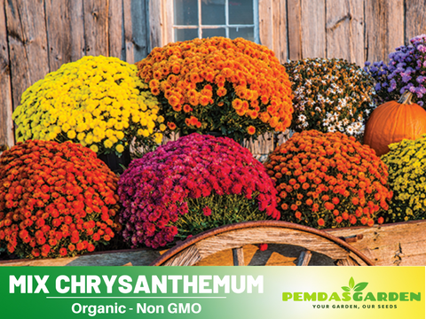 planting mums from seed 50 Seeds| Mix Multi-Color Ground-cover Chrysanthemum Flower Seeds – Co – PEMDASGARDEN