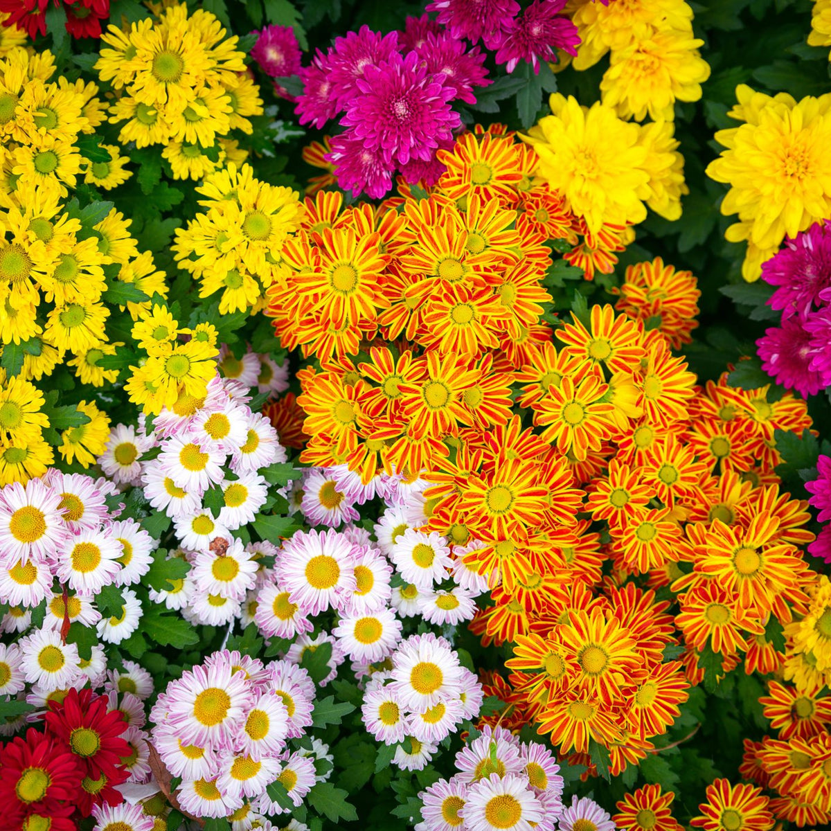 Mix Multi-Color Ground-Cover Chrysanthemum Flower Seeds, 50 seeds