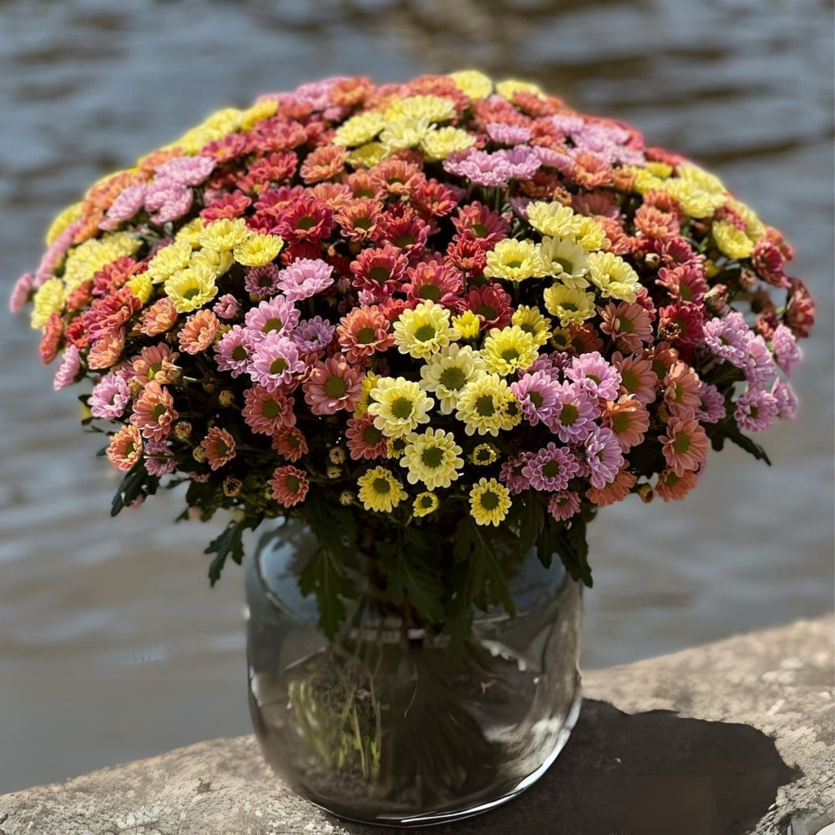 Mix Multi-Color Ground-Cover Chrysanthemum Flower Seeds, 50 seeds